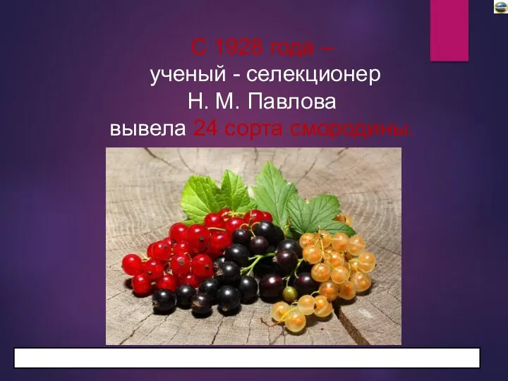 С 1928 года – ученый - селекционер Н. М. Павлова вывела 24 сорта смородины.