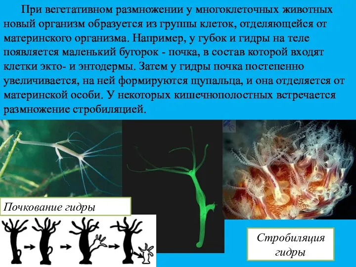 При вегетативном размножении у многоклеточных животных новый организм образуется из