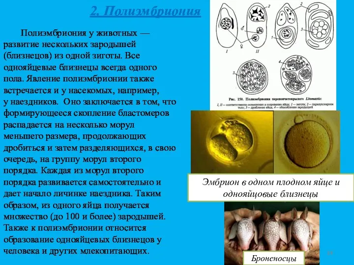 2. Полиэмбриония Полиэмбриония у животных — развитие нескольких зародышей (близнецов)