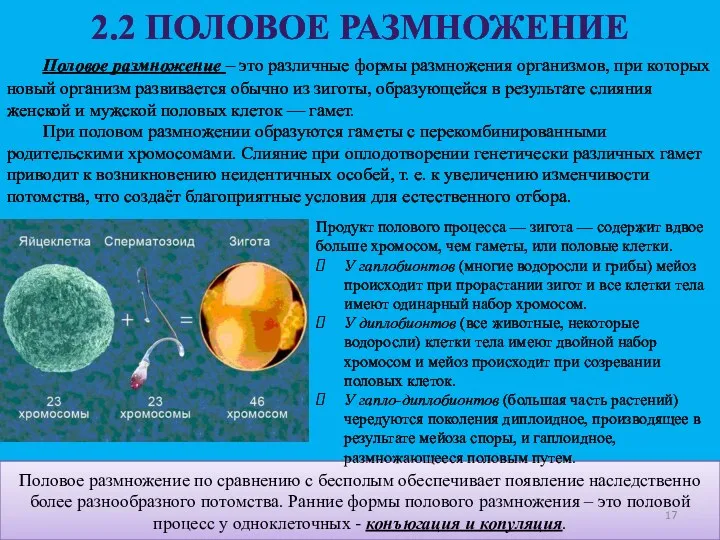 Половое размножение по сравнению с бесполым обеспечивает появление наследственно более