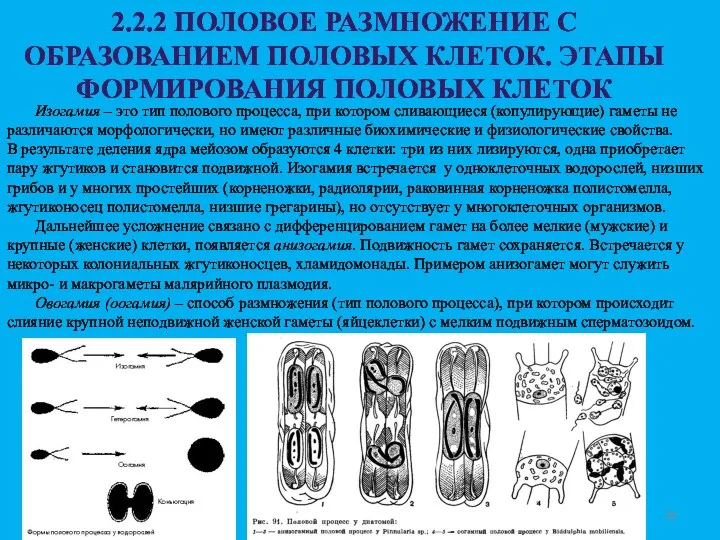 2.2.2 ПОЛОВОЕ РАЗМНОЖЕНИЕ С ОБРАЗОВАНИЕМ ПОЛОВЫХ КЛЕТОК. ЭТАПЫ ФОРМИРОВАНИЯ ПОЛОВЫХ