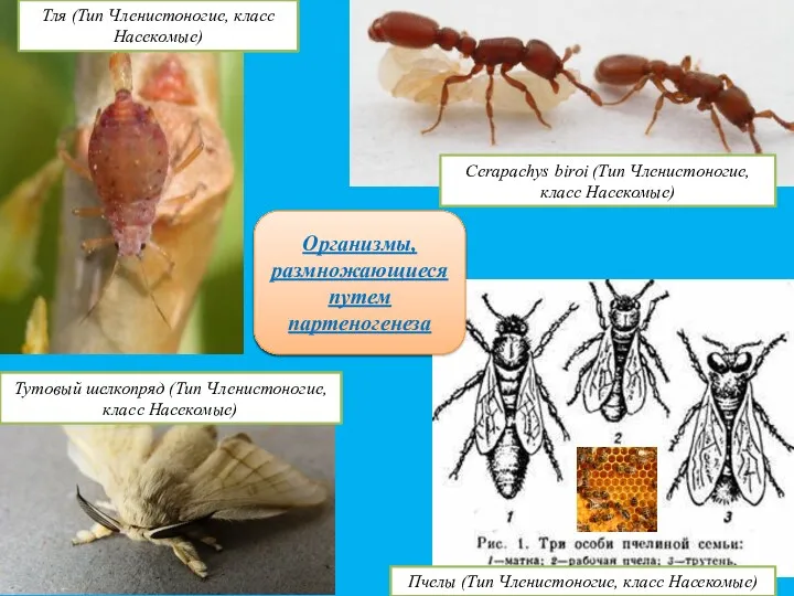 Cerapachys biroi (Тип Членистоногие, класс Насекомые) Пчелы (Тип Членистоногие, класс