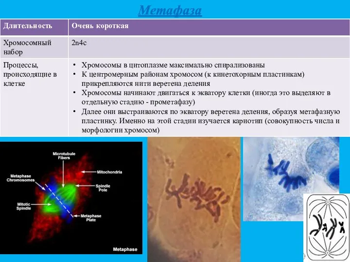 Метафаза