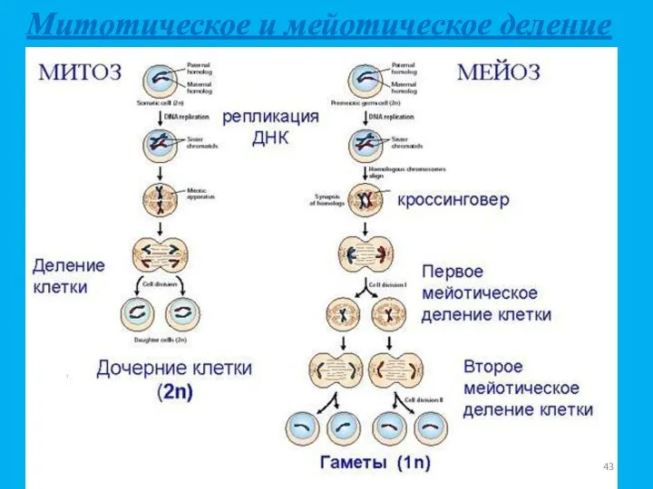 Митотическое и мейотическое деление