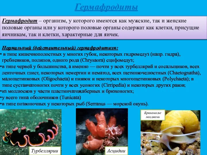 Гермафродиты Гермафродит – организм, у которого имеются как мужские, так