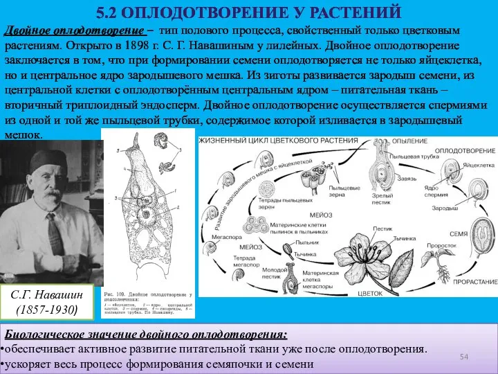 5.2 ОПЛОДОТВОРЕНИЕ У РАСТЕНИЙ Двойное оплодотворение – тип полового процесса,