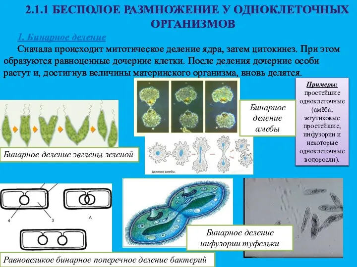 2.1.1 БЕСПОЛОЕ РАЗМНОЖЕНИЕ У ОДНОКЛЕТОЧНЫХ ОРГАНИЗМОВ 1. Бинарное деление Сначала