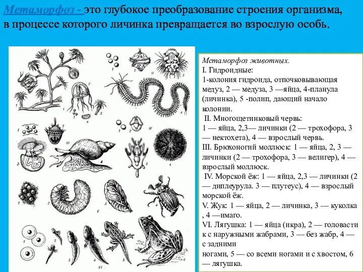Метаморфоз животных. I. Гидроидные: 1-колония гидроида, отпочковывающая медуз, 2 —