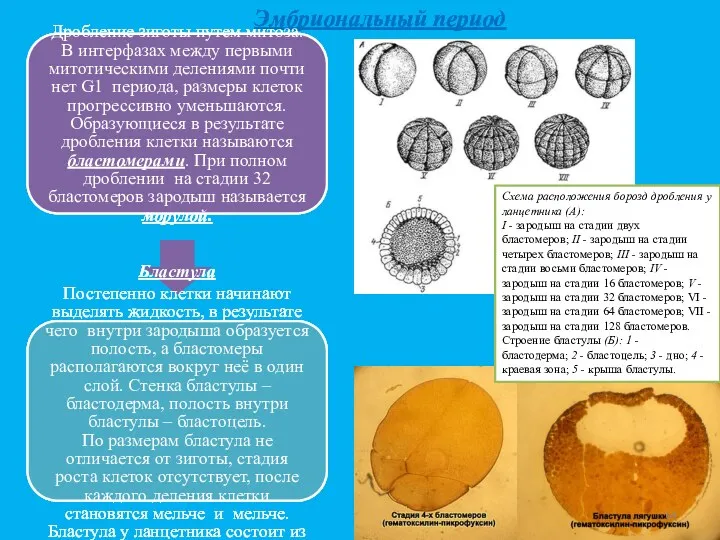 Эмбриональный период Дробление зиготы путем митоза. В интерфазах между первыми