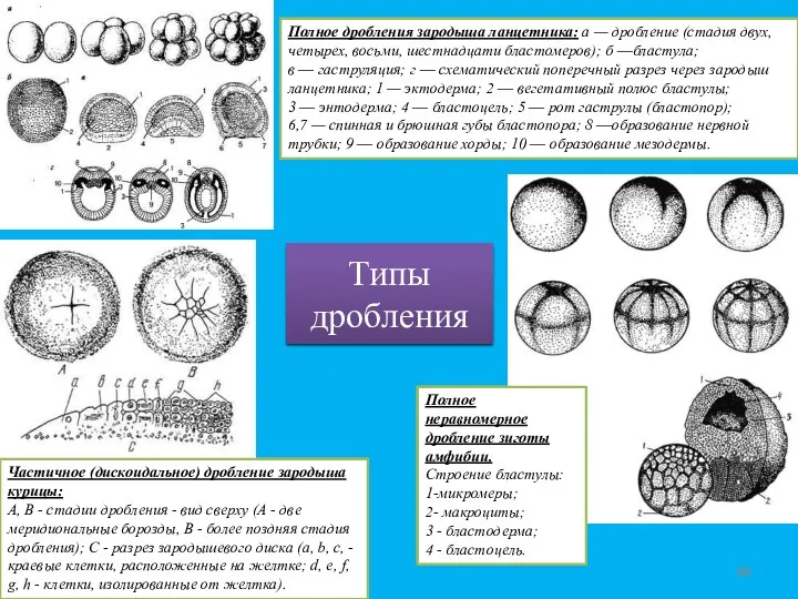 Полное дробления зародыша ланцетника: а — дробление (стадия двух, четырех,