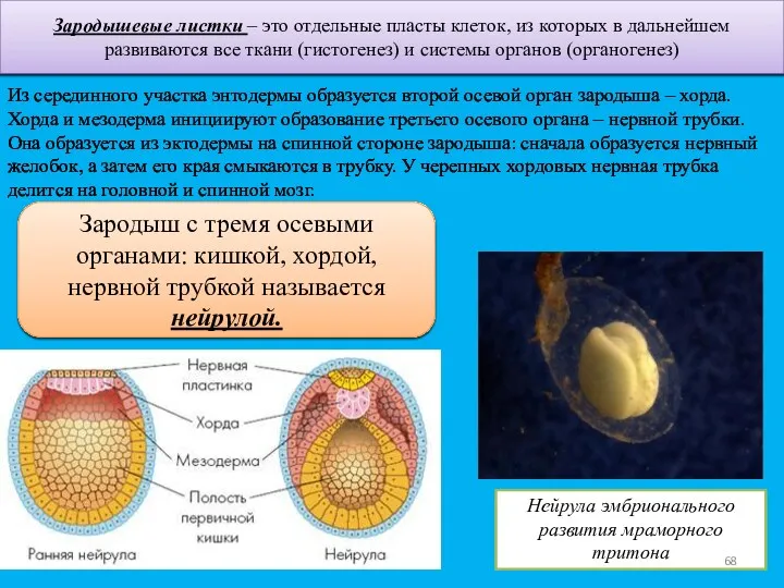 Зародышевые листки – это отдельные пласты клеток, из которых в