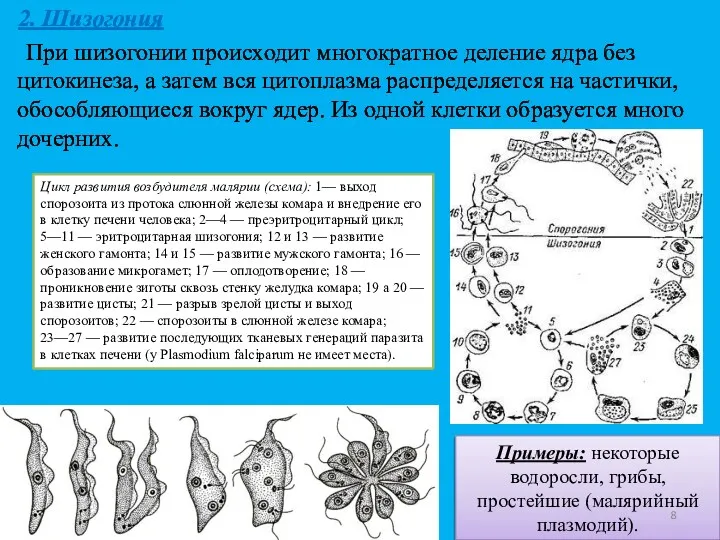 2. Шизогония При шизогонии происходит многократное деление ядра без цитокинеза,