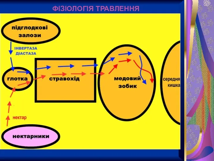 ФІЗІОЛОГІЯ ТРАВЛЕННЯ