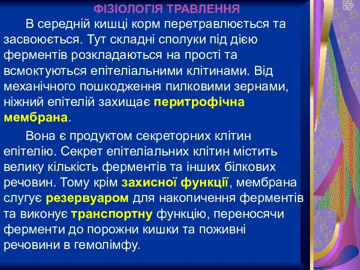 В середній кишці корм перетравлюється та засвоюється. Тут складні сполуки