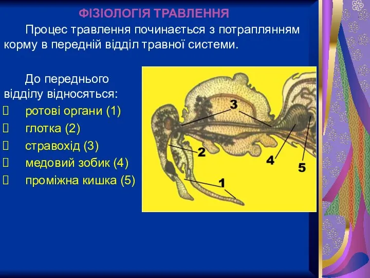 ФІЗІОЛОГІЯ ТРАВЛЕННЯ До переднього відділу відносяться: ротові органи (1) глотка