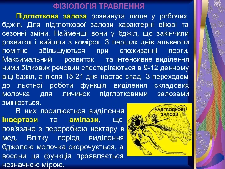 ФІЗІОЛОГІЯ ТРАВЛЕННЯ Підглоткова залоза розвинута лише у робочих бджіл. Для