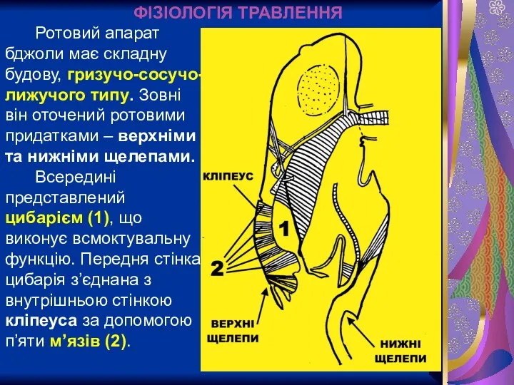 ФІЗІОЛОГІЯ ТРАВЛЕННЯ Ротовий апарат бджоли має складну будову, гризучо-сосучо-лижучого типу.