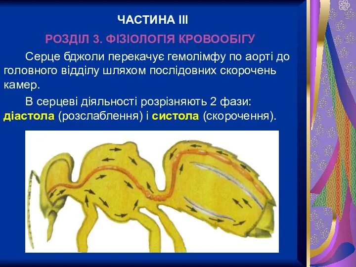 РОЗДІЛ 3. ФІЗІОЛОГІЯ КРОВООБІГУ Серце бджоли перекачує гемолімфу по аорті