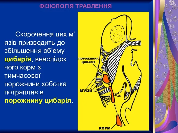 ФІЗІОЛОГІЯ ТРАВЛЕННЯ Скорочення цих м’язів призводить до збільшення об’єму цибарія,