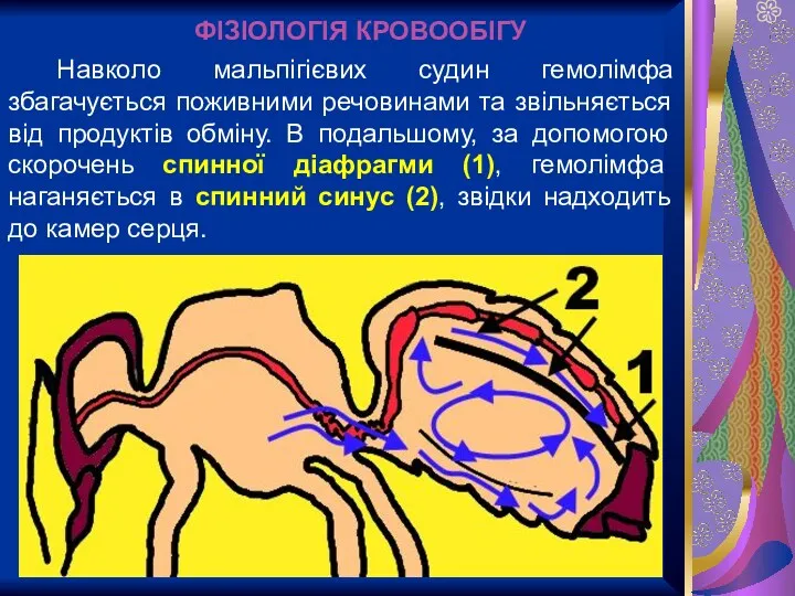 Навколо мальпігієвих судин гемолімфа збагачується поживними речовинами та звільняється від