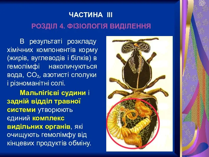 РОЗДІЛ 4. ФІЗІОЛОГІЯ ВИДІЛЕННЯ В результаті розкладу хімічних компонентів корму