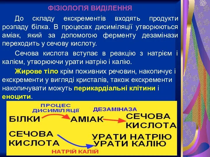 До складу екскрементів входять продукти розпаду білка. В процесах дисиміляції