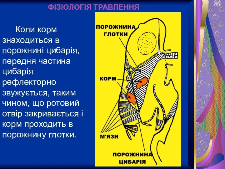 ФІЗІОЛОГІЯ ТРАВЛЕННЯ Коли корм знаходиться в порожнині цибарія, передня частина