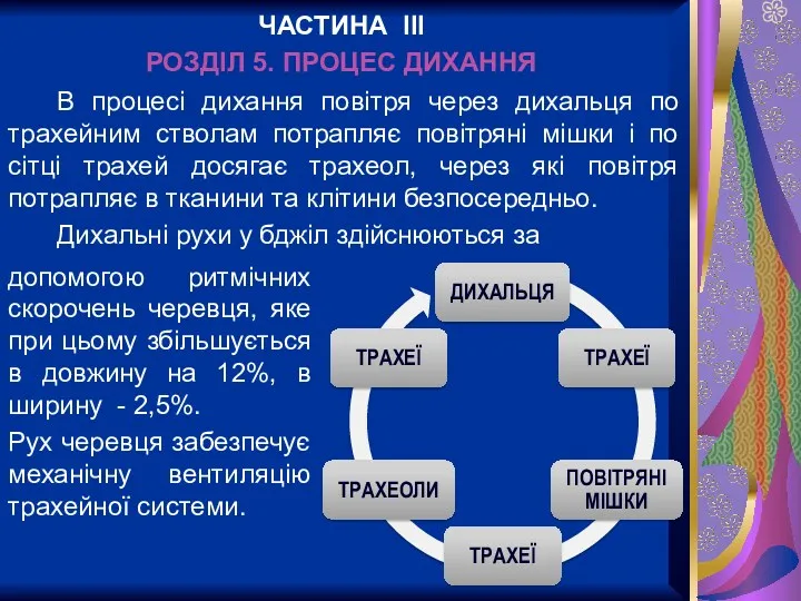 В процесі дихання повітря через дихальця по трахейним стволам потрапляє