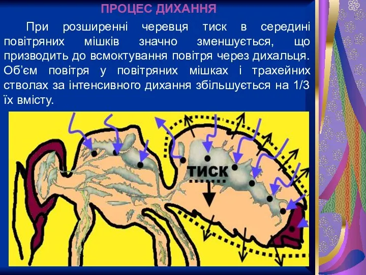 При розширенні черевця тиск в середині повітряних мішків значно зменшується,