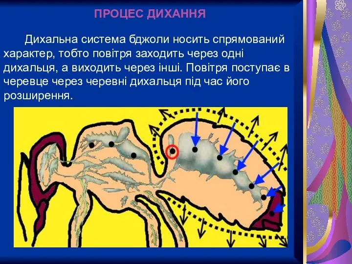 ПРОЦЕС ДИХАННЯ Дихальна система бджоли носить спрямований характер, тобто повітря