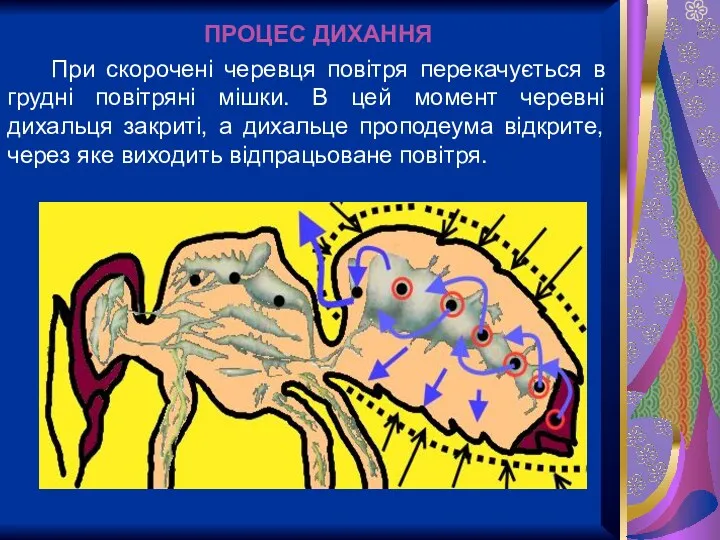 При скорочені черевця повітря перекачується в грудні повітряні мішки. В