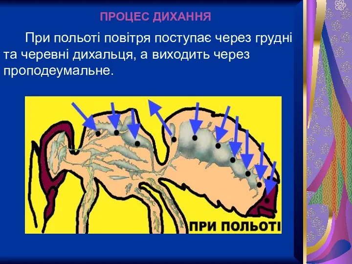 При польоті повітря поступає через грудні та черевні дихальця, а виходить через проподеумальне. ПРОЦЕС ДИХАННЯ