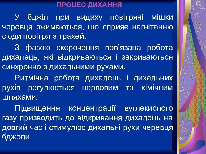 У бджіл при видиху повітряні мішки черевця зжимаються, що сприяє