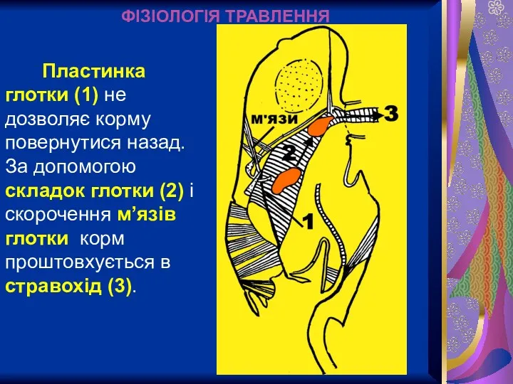 ФІЗІОЛОГІЯ ТРАВЛЕННЯ Пластинка глотки (1) не дозволяє корму повернутися назад.