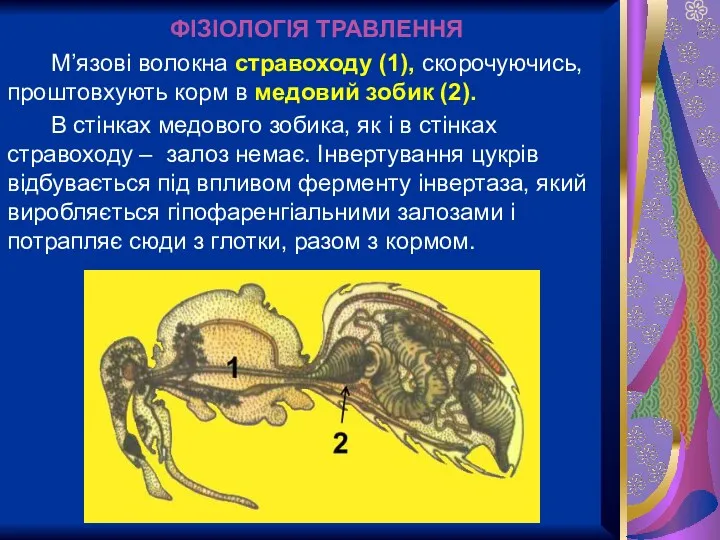 ФІЗІОЛОГІЯ ТРАВЛЕННЯ М’язові волокна стравоходу (1), скорочуючись, проштовхують корм в