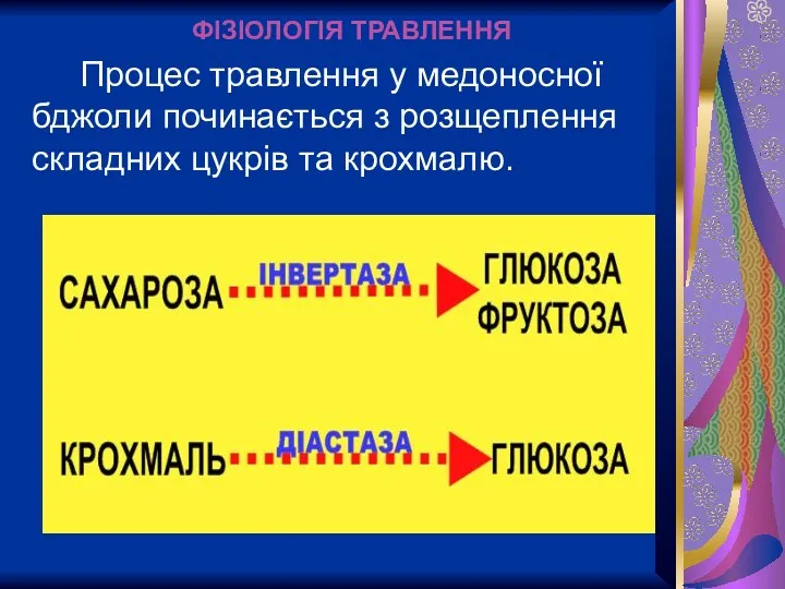 ФІЗІОЛОГІЯ ТРАВЛЕННЯ Процес травлення у медоносної бджоли починається з розщеплення складних цукрів та крохмалю.