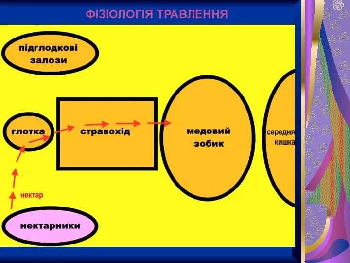 ФІЗІОЛОГІЯ ТРАВЛЕННЯ