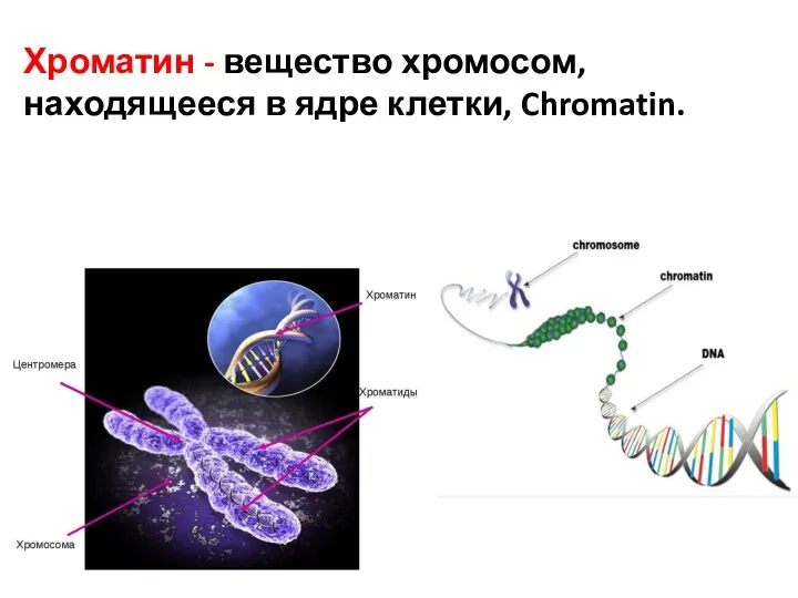 Хроматин - вещество хромосом, находящееся в ядре клетки, Chromatin.