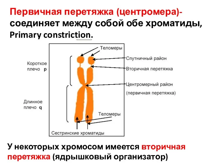 Первичная перетяжка (центромера)- соединяет между собой обе хроматиды, Primary constriction. У некоторых хромосом