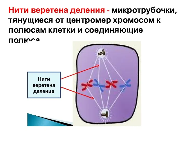 Нити веретена деления - микротрубочки, тянущиеся от центромер хромосом к полюсам клетки и соединяющие полюса.