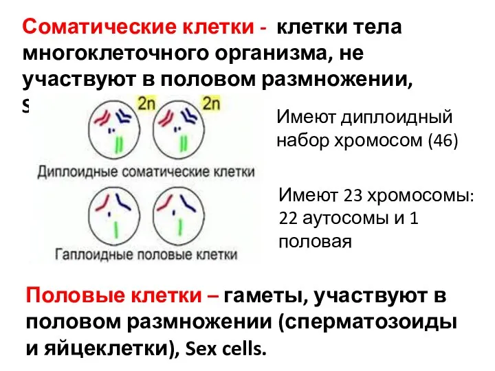 Соматические клетки - клетки тела многоклеточного организма, не участвуют в половом размножении, Somatic