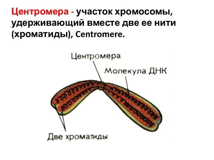 Центромера - участок хромосомы, удерживающий вместе две ее нити (хроматиды), Centromere.
