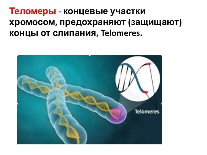 Теломеры - концевые участки хромосом, предохраняют (защищают) концы от слипания, Telomeres.