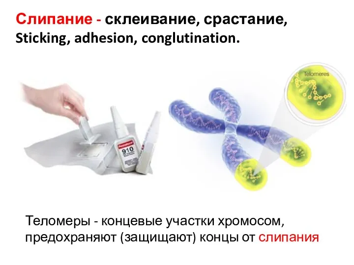 Слипание - склеивание, срастание, Sticking, adhesion, conglutination. Теломеры - концевые