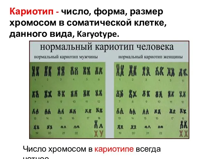 Кариотип - число, форма, размер хромосом в соматической клетке, данного вида, Karyotype. Число