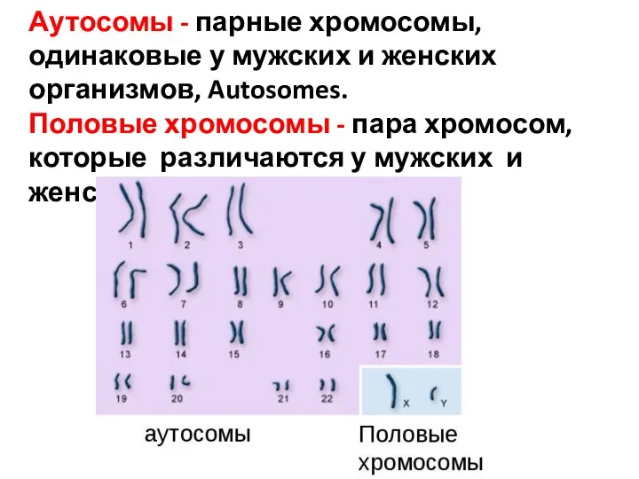 Аутосомы - парные хромосомы, одинаковые у мужских и женских организмов,
