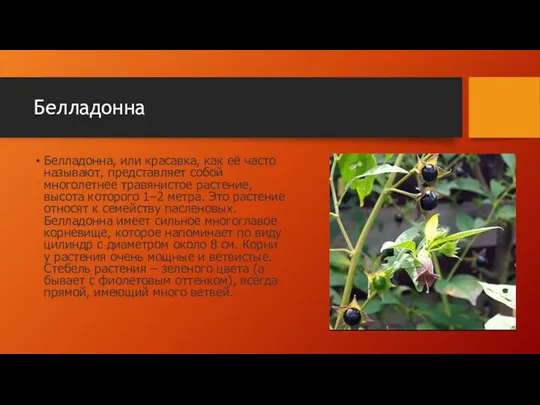 Белладонна Белладонна, или красавка, как её часто называют, представляет собой многолетнее травянистое растение,