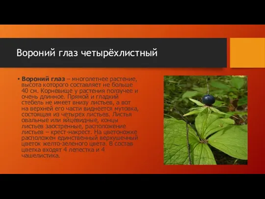 Вороний глаз четырёхлистный Вороний глаз – многолетнее растение, высота которого составляет не больше