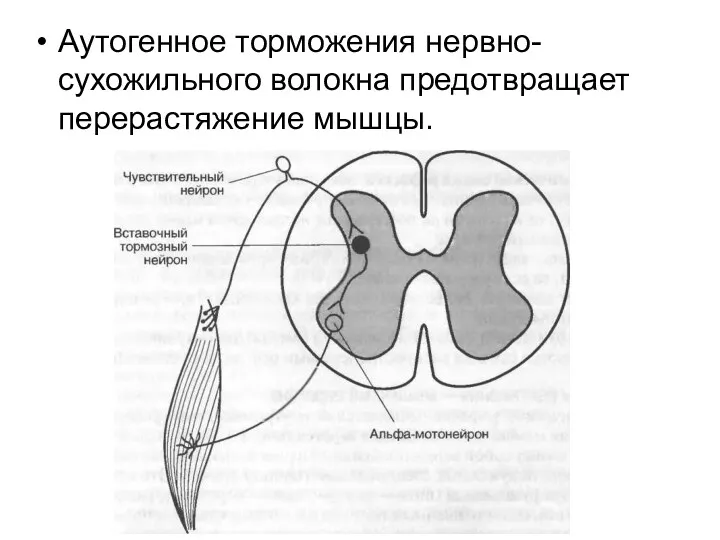 Аутогенное торможения нервно-сухожильного волокна предотвращает перерастяжение мышцы.