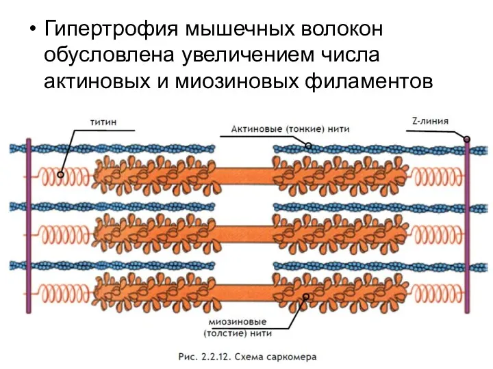 Гипертрофия мышечных волокон обусловлена увеличением числа актиновых и миозиновых филаментов